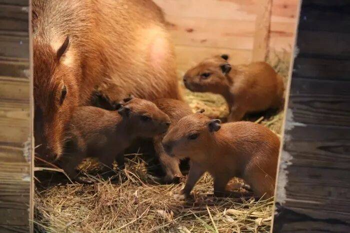 皇冠皇冠代理平台
_出生1小时就能独立行走皇冠皇冠代理平台
,济南动物园“果果”和“豚豚”的4只新生幼崽,周末和市民见面