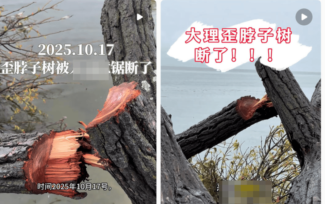 皇冠信用盘在哪里注册
_大理洱海摄影师反映网红“歪脖子树”多处被锯 洱海管理局工作人员:情况正在核查