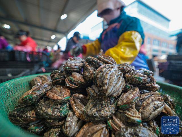 皇冠信用网足球代理
_山东荣成：鲍鱼收获忙