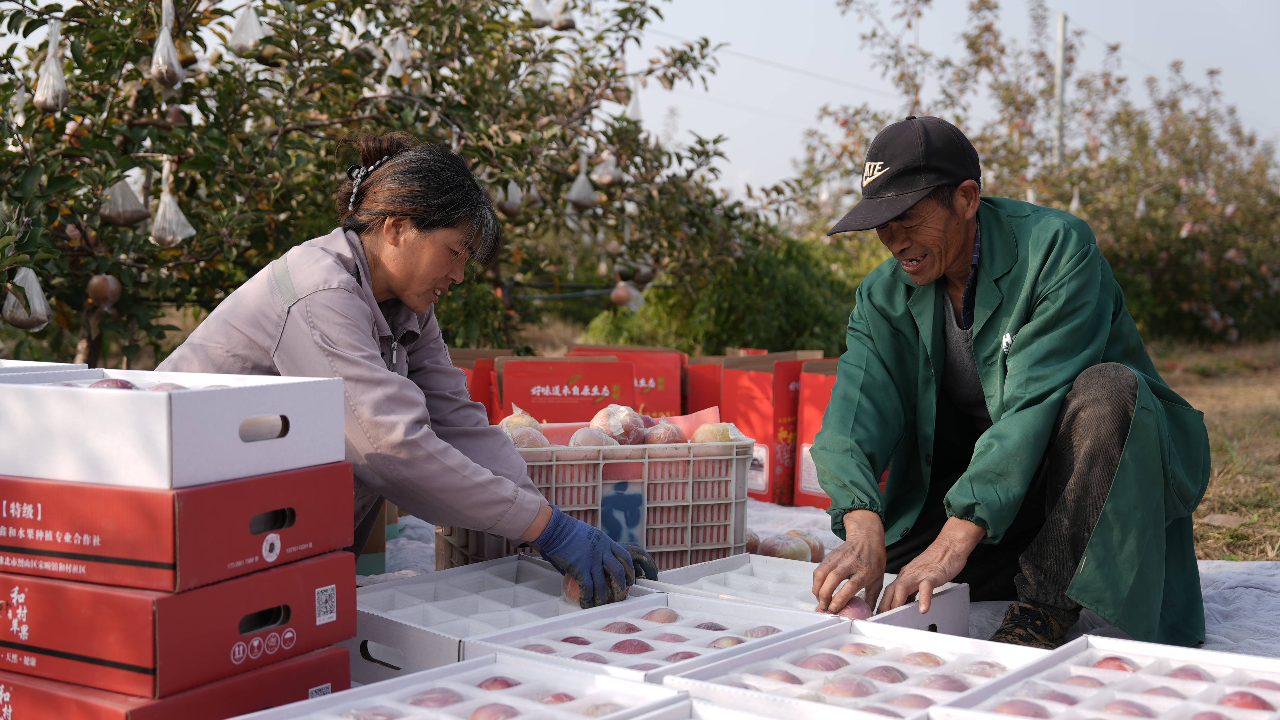 皇冠信用代理出租
_“淮北为啥不种橘子皇冠信用代理出租
？”果农：因为我们有更甜的王牌