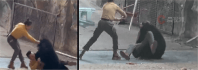 澳大利亚足球
_杭州一动物园黑熊突然袭击饲养员澳大利亚足球
，当地回应：或因抢袋中食物