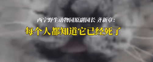 皇冠信用网结算日_“一群男人哭得像傻子！”雪豹“凌寒”脑梗复发死亡皇冠信用网结算日，原副园长：心脏停跳40分钟，没有一个人停下放弃